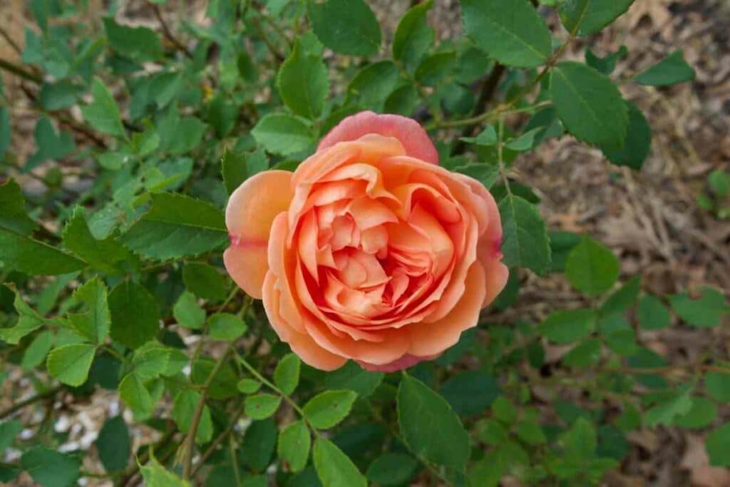 Orange color Leander hybrid tea rose