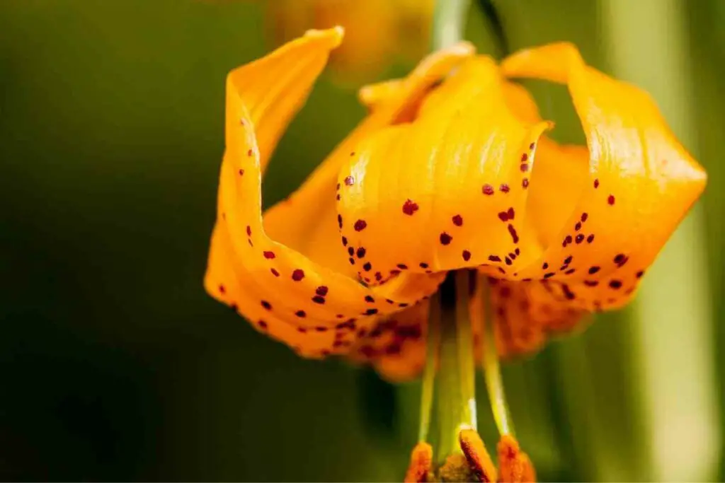 Leopard lily orange