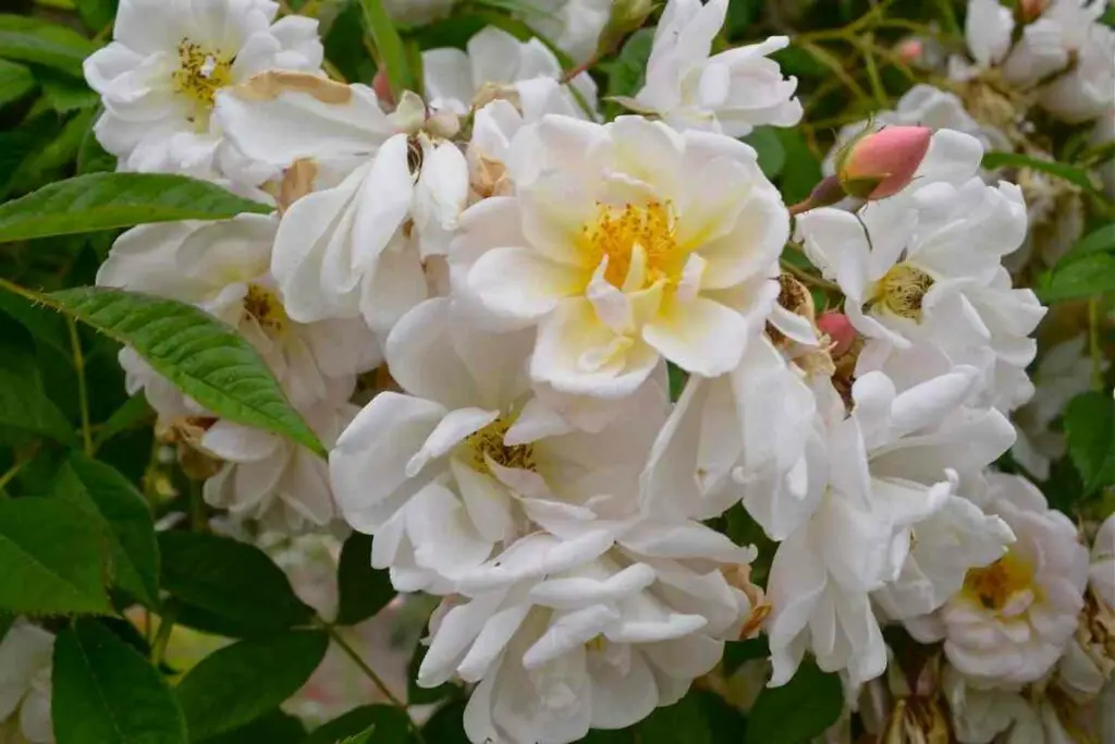 Lykkefund white rose