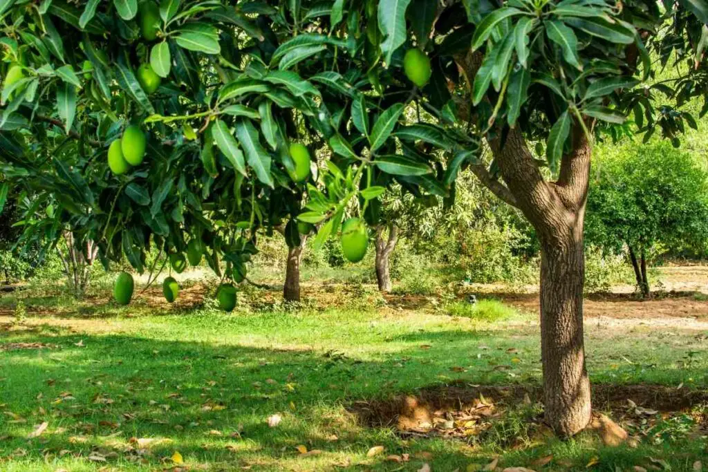 Mango tree fertilizer