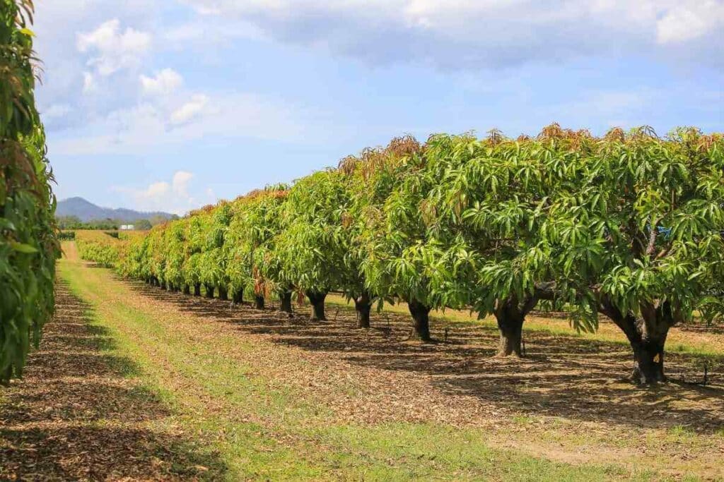 Using Fertilizers for mango trees