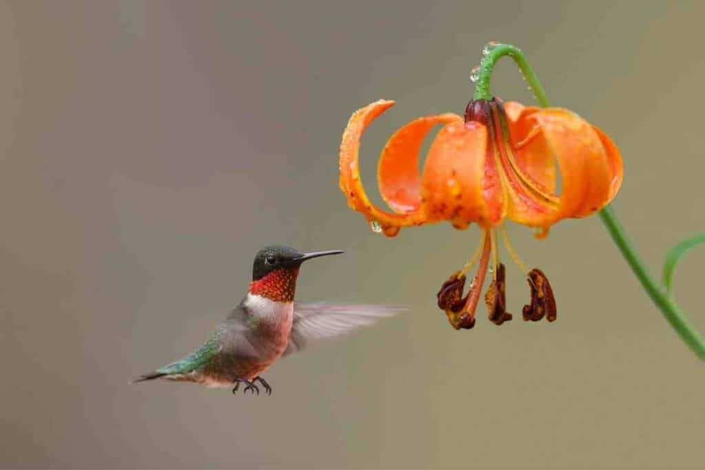 Michigan lily hummingbird