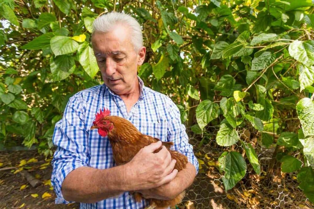 neighbours keeping chickens solution