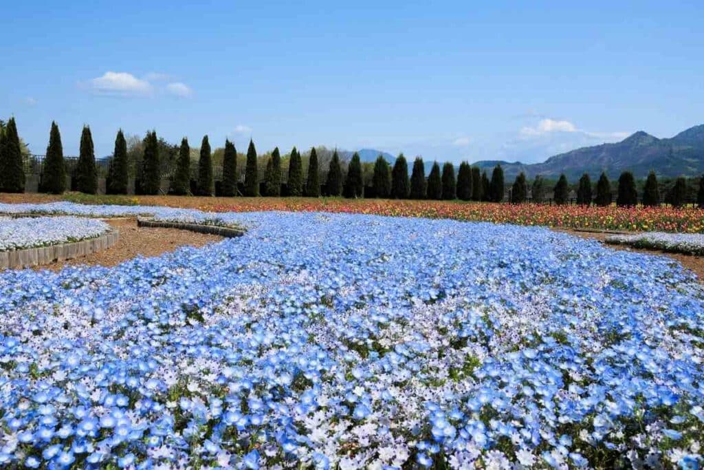 Spring Japanese Flowers