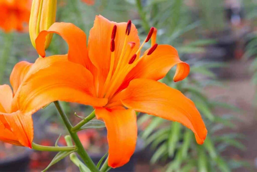 Orange lily flower