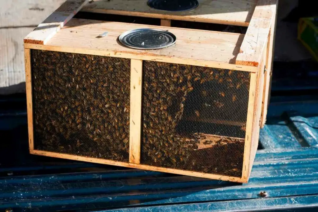 bee packages contain queens