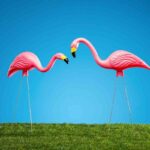 Pink Flamingo In Your Back Yard meaning