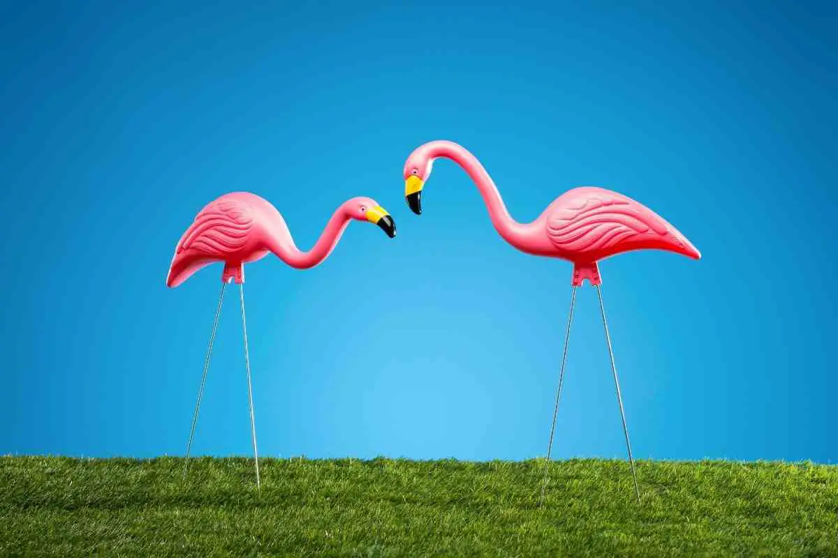 Pink Flamingo In Your Back Yard Meaning