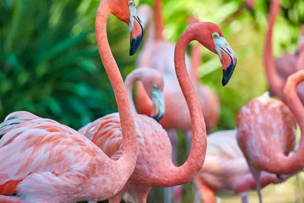 Pink Flamingo Symbolize elegance and beauty