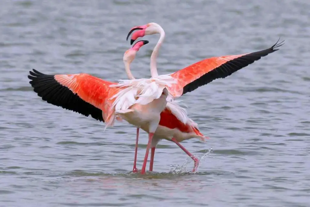 Pink flamingos romance