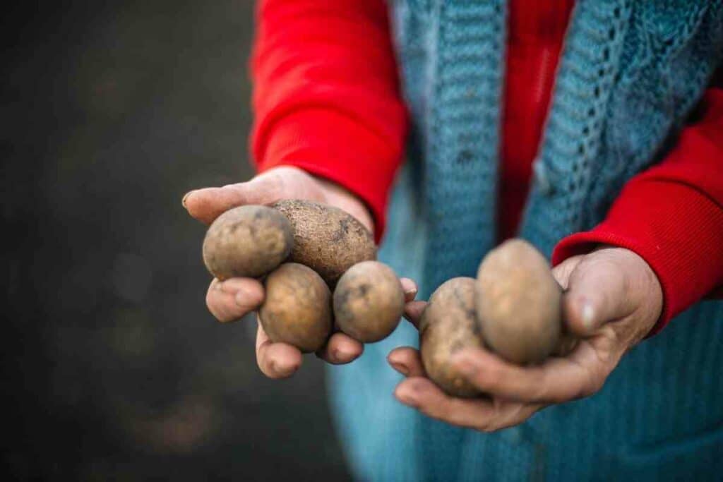 Containers for potato buying guide