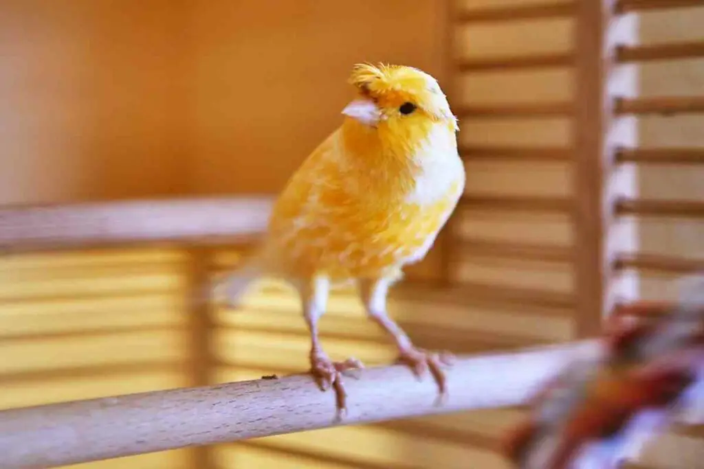 Protecting canaries outdoor from cold weather
