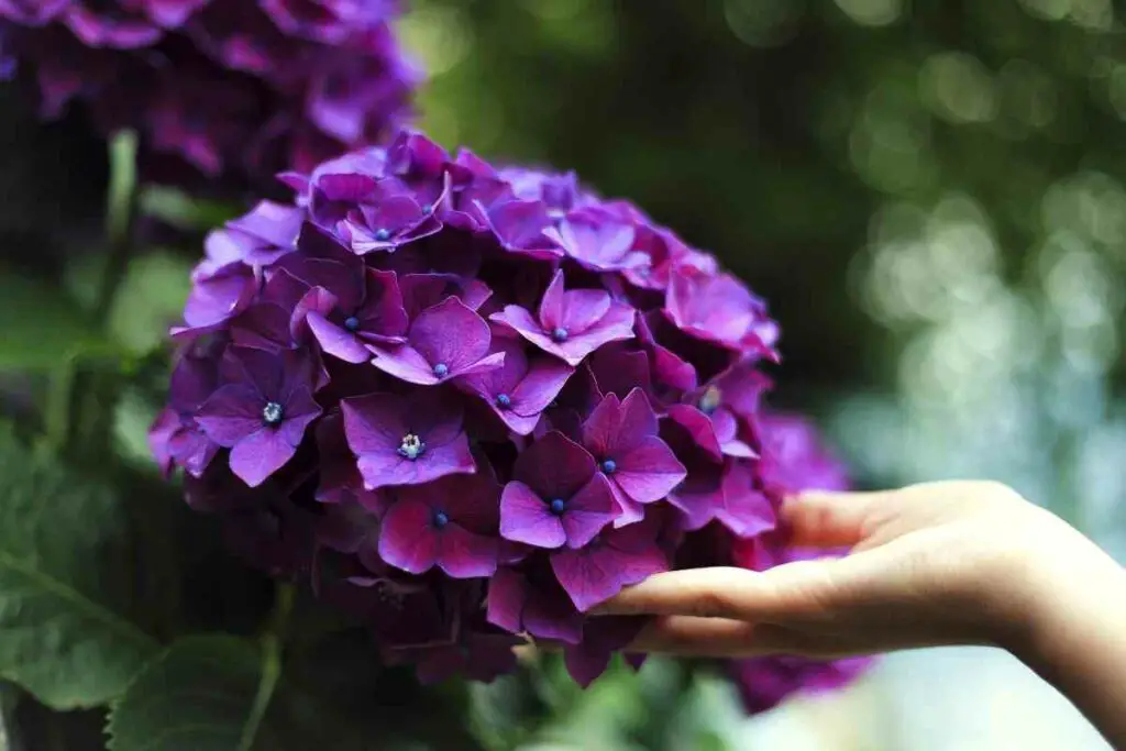 Purple Hydrangea Japanese flower