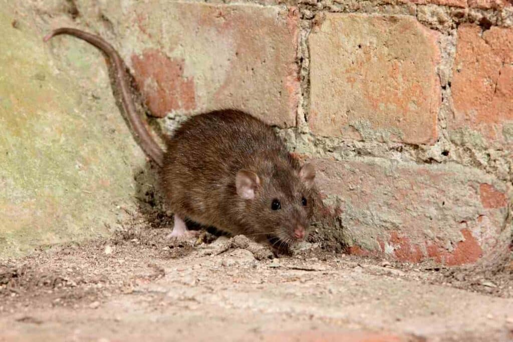 Rat infestation signs to notice