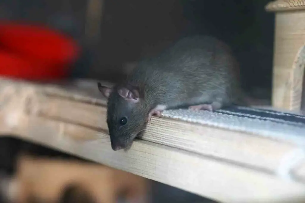 Rats are problem for your garden and pets