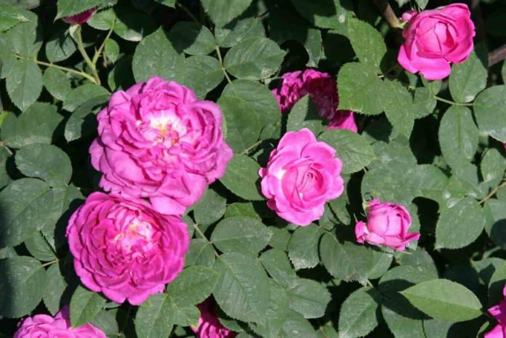 Reine des violettes roses in garden