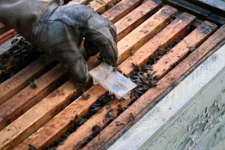 How Much Does A Queen Bee Cost? Gardenia Organic