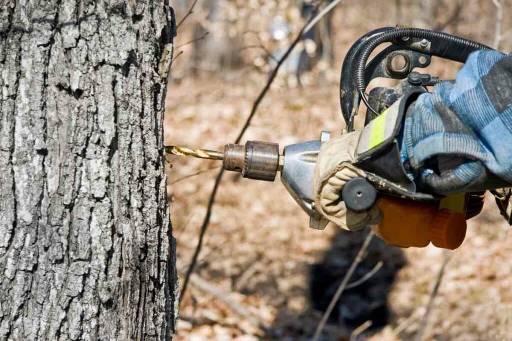 Kill Mature Trees with roundup