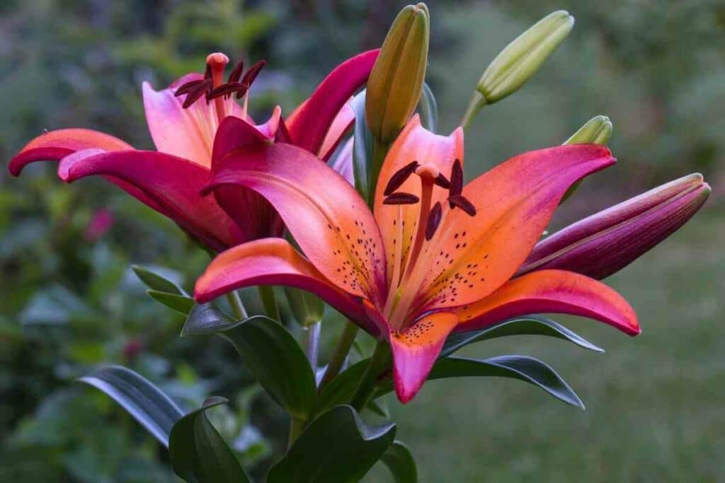 Royal sunset lily flower