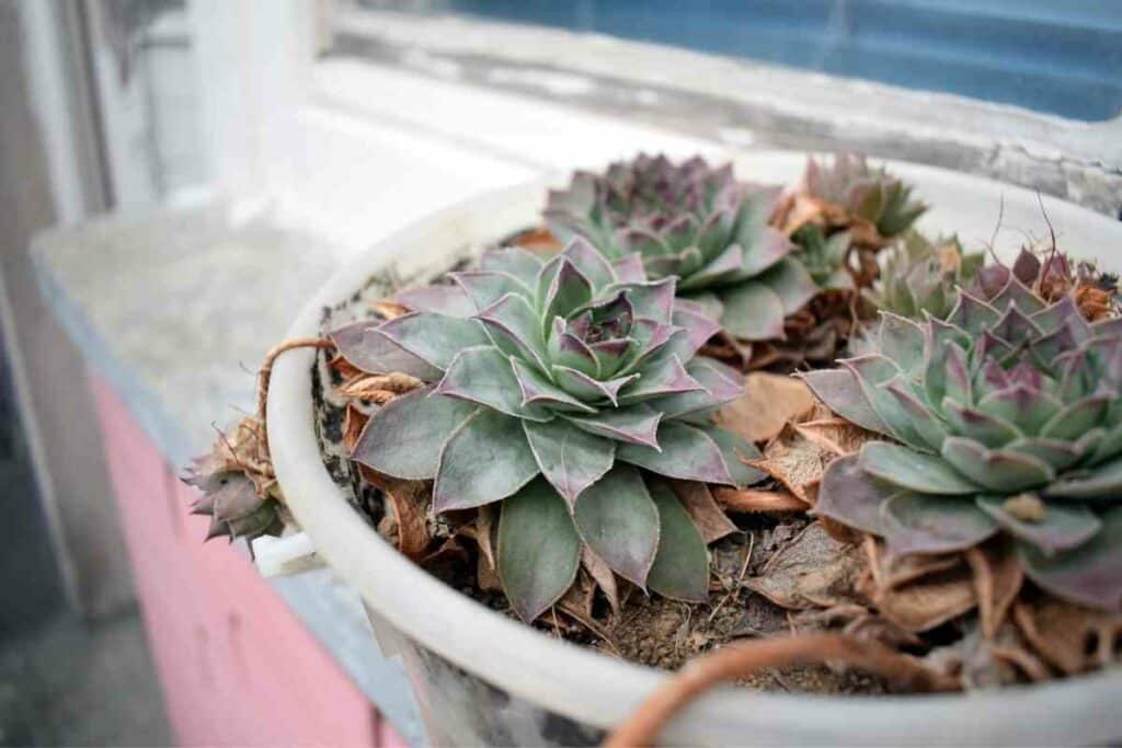 Hens and chicks (Sempervivum tectorum)