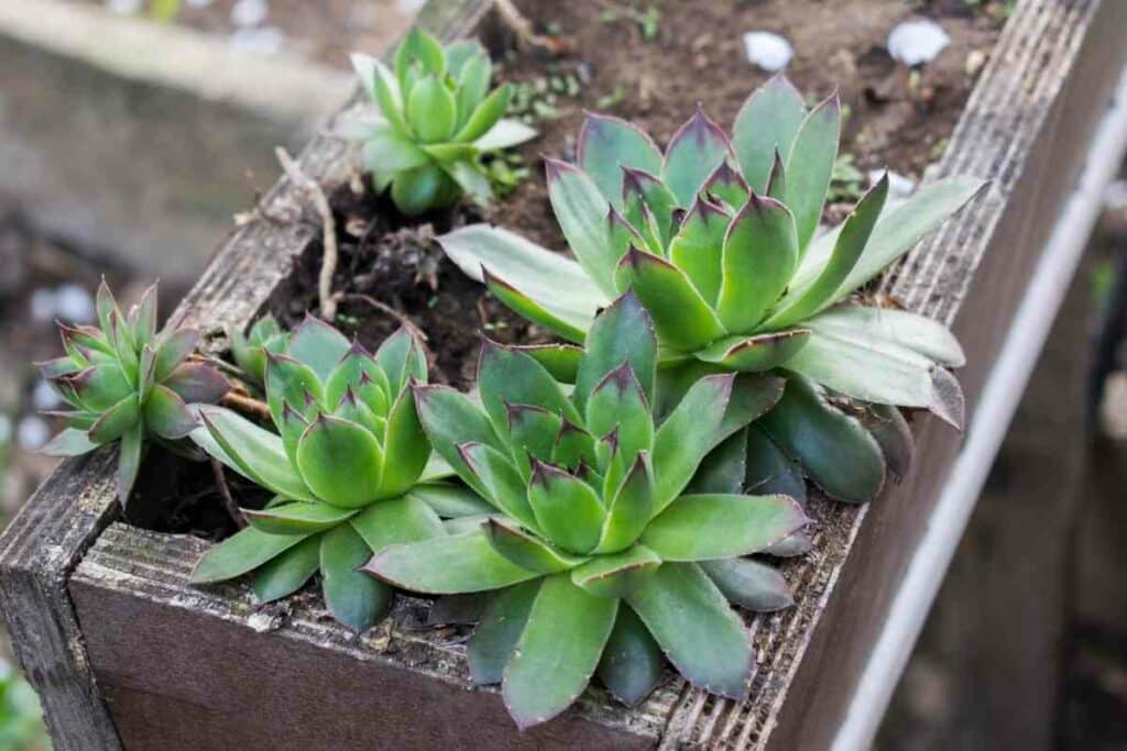 Sempervivum Tectorum succulent for allergies