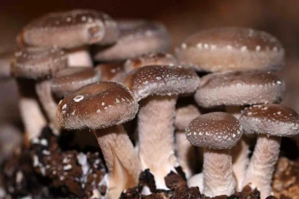 Black Mushrooms Growing
