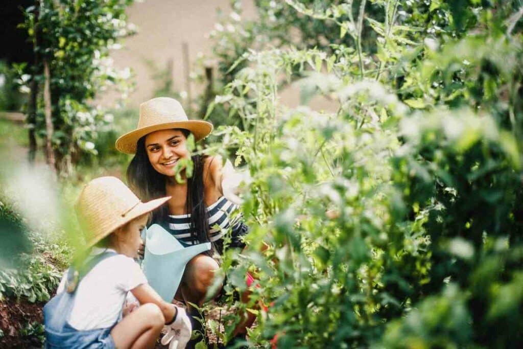 Simple backyard ecosystems