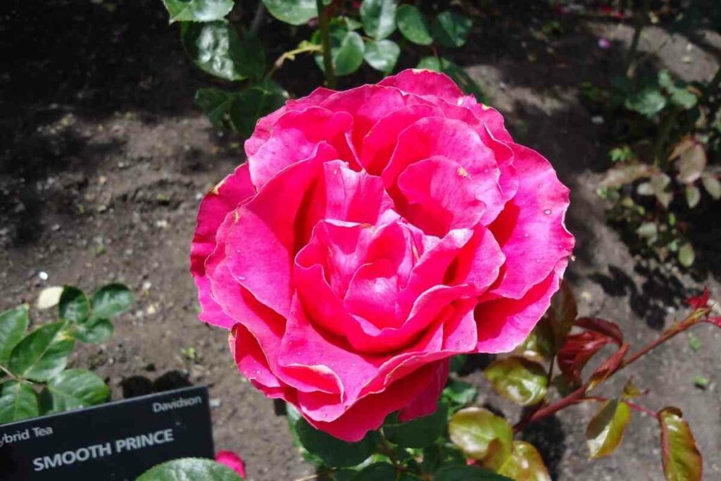 Smooth prince hybrid tea pink roses