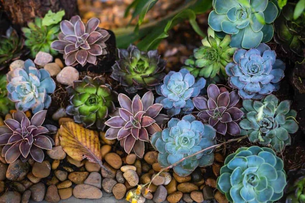 Succulents in aquarium