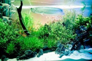 Can You Put Succulents in a Fish Tank With Fish?