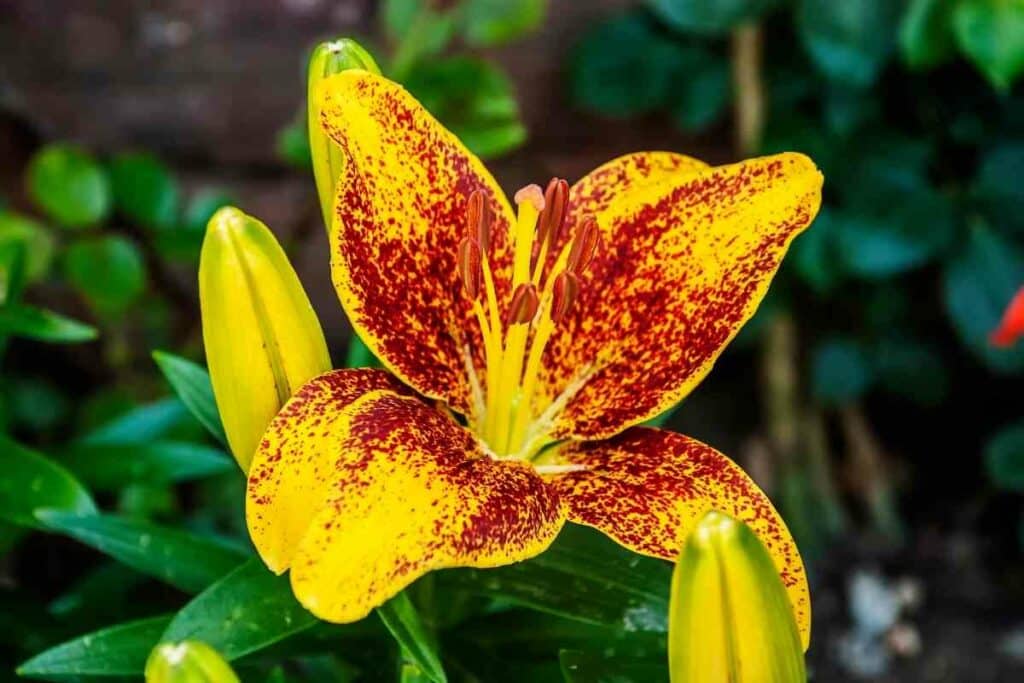 Sunny morning lily yellow orange