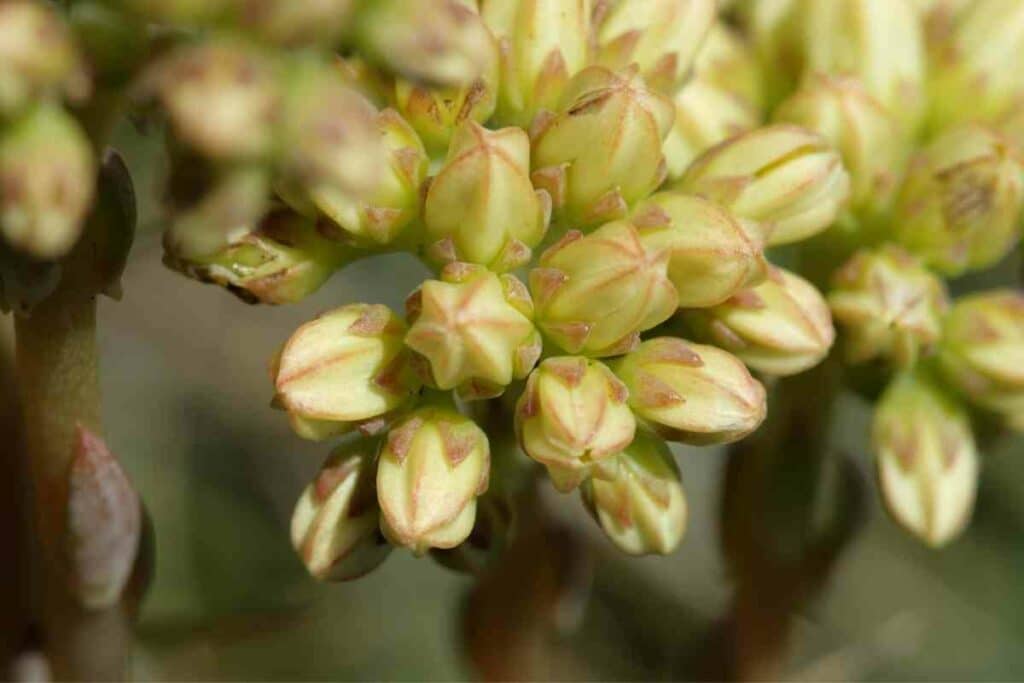 Swamp Stonecrop succulents