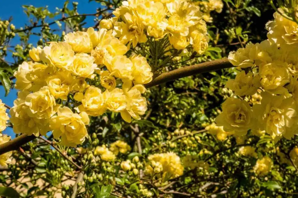 Types of thornless roses yellow
