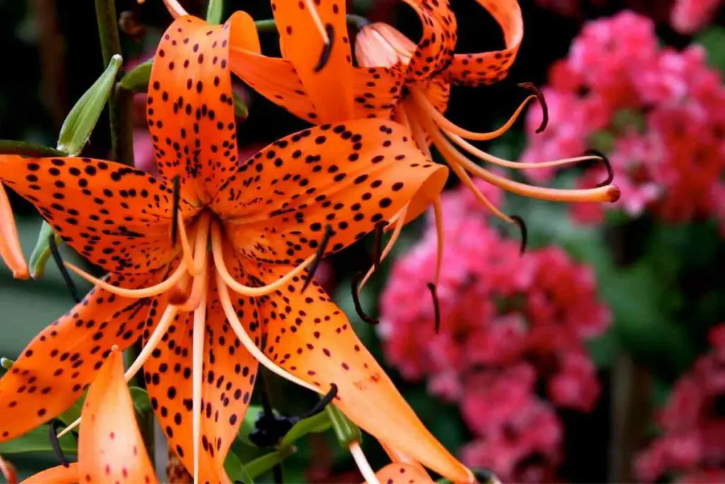 Orange Lily Meaning