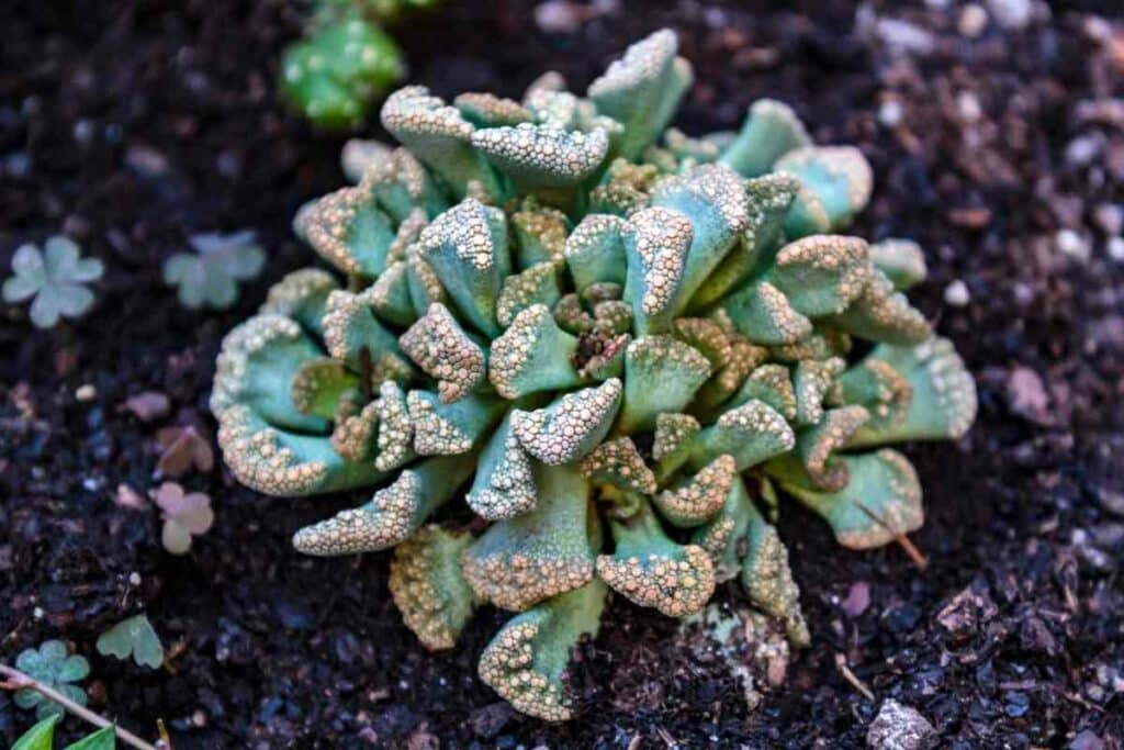 Titanopsis succulent dormant in winter