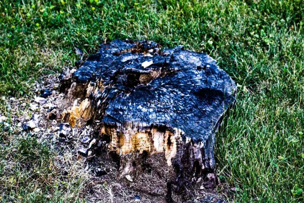 Burn the tree stump