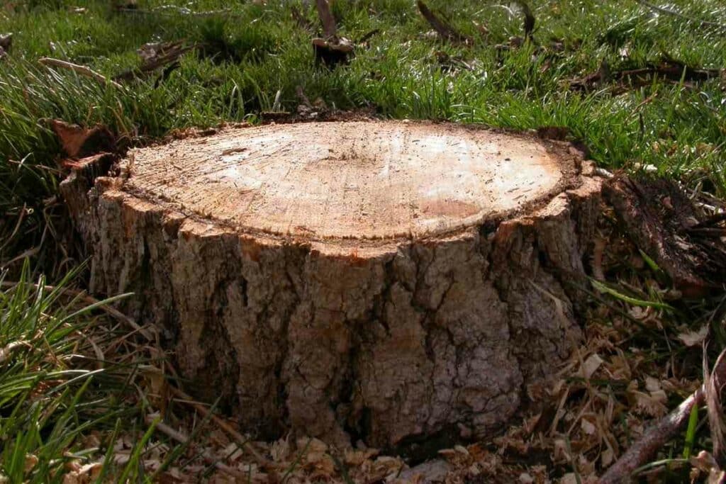 Tree stump