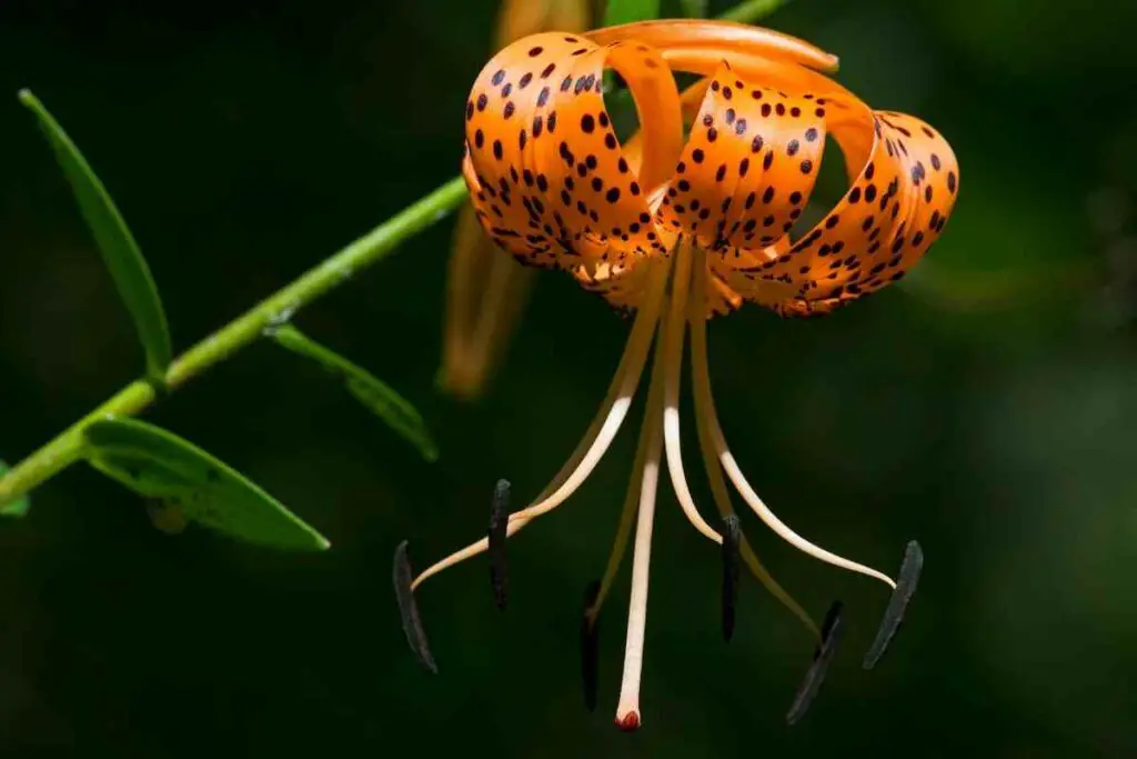Turk's cap lily meaning