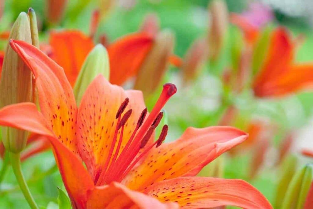 10 Types Of Orange Lilies