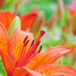 10 Types Of Orange Lilies