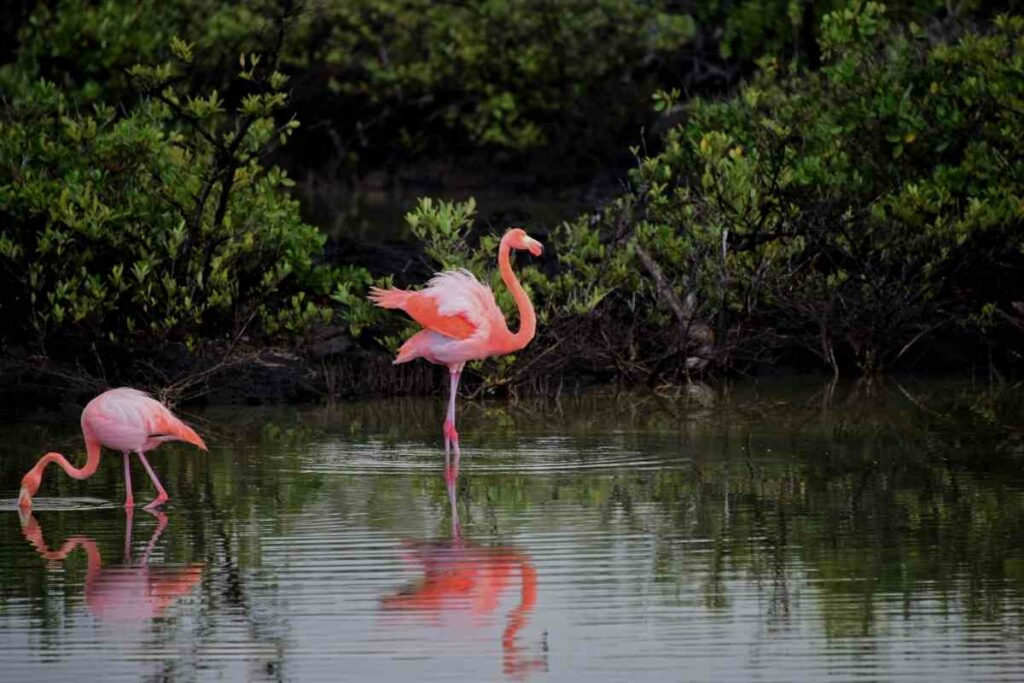 Pink flamingo symbols