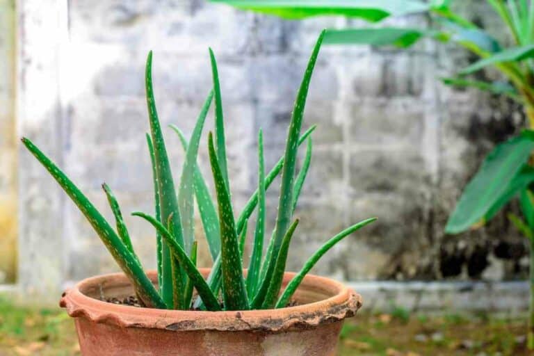 17 Succulents That Stay Small (Mini Succulent Guide) Gardenia Organic