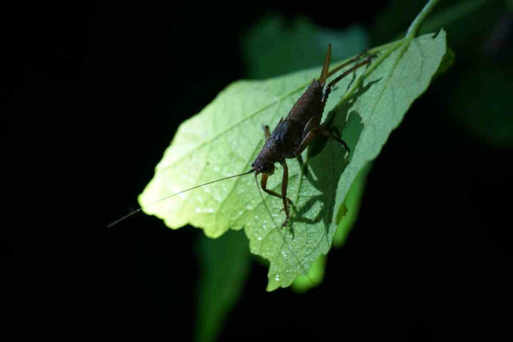 Crickets Make Noise at Night solutions