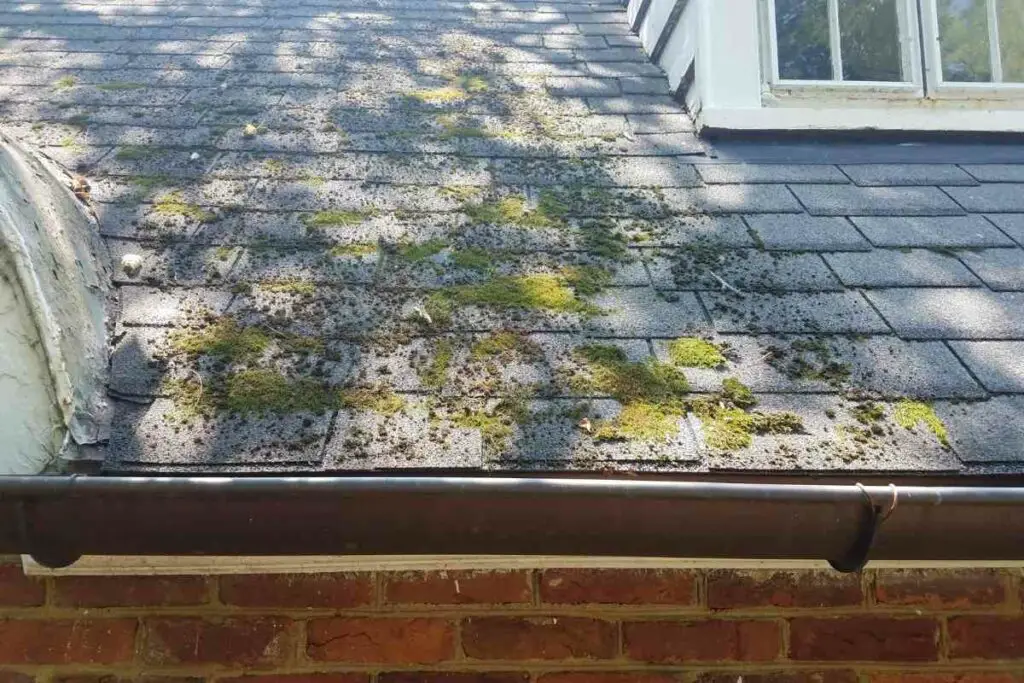 Remove moss from roof