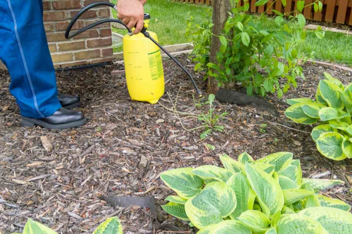 Will Roundup Kill Trees If It Gets Too Close To Them? Gardenia Organic