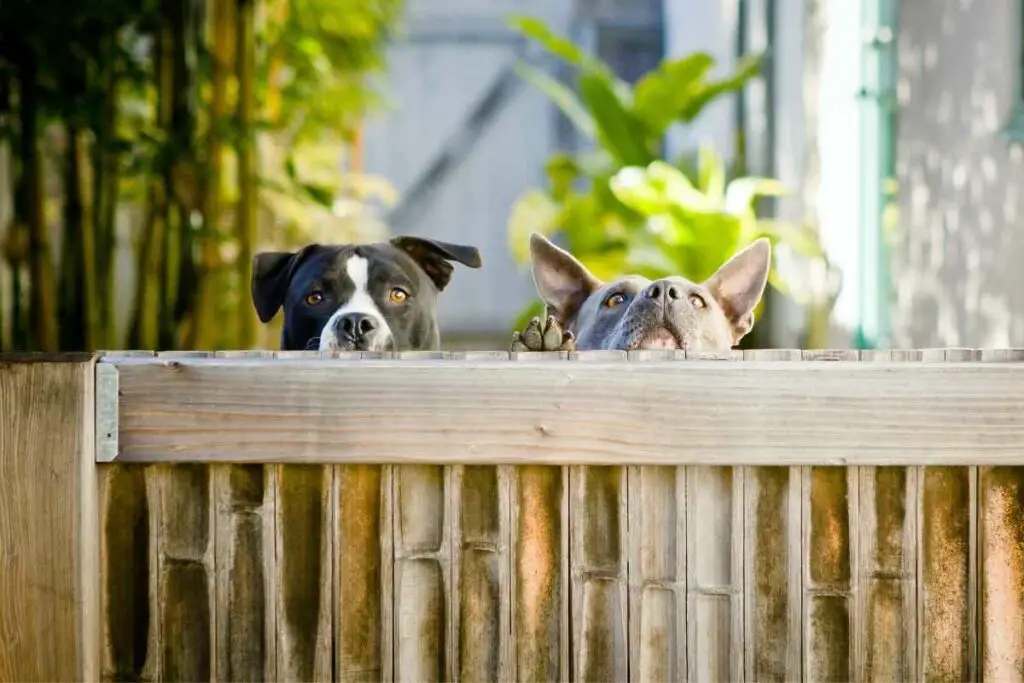 dog at a backyard fence