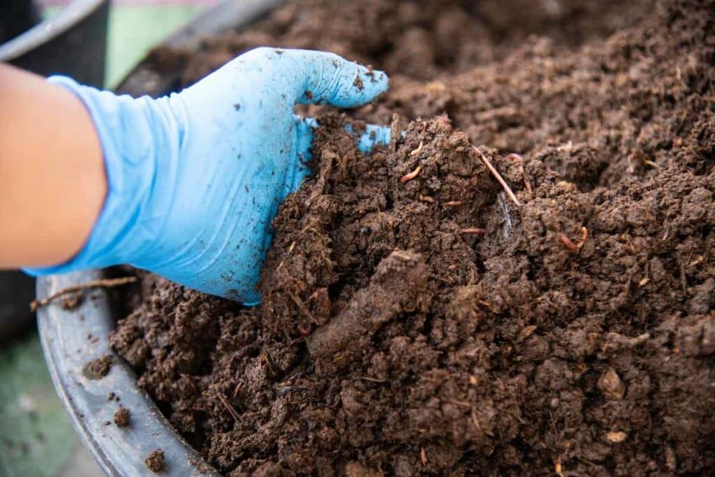 white worms in soil