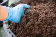 white worms in soil