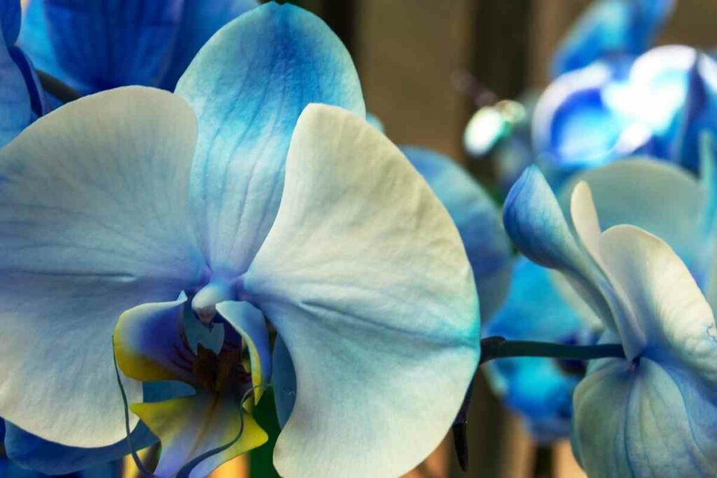 Are blue Orchids fake or not