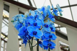 Blue Orchids are real